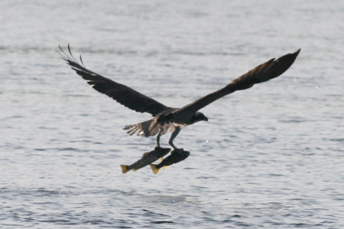 Águila Pescadora - ML51252291