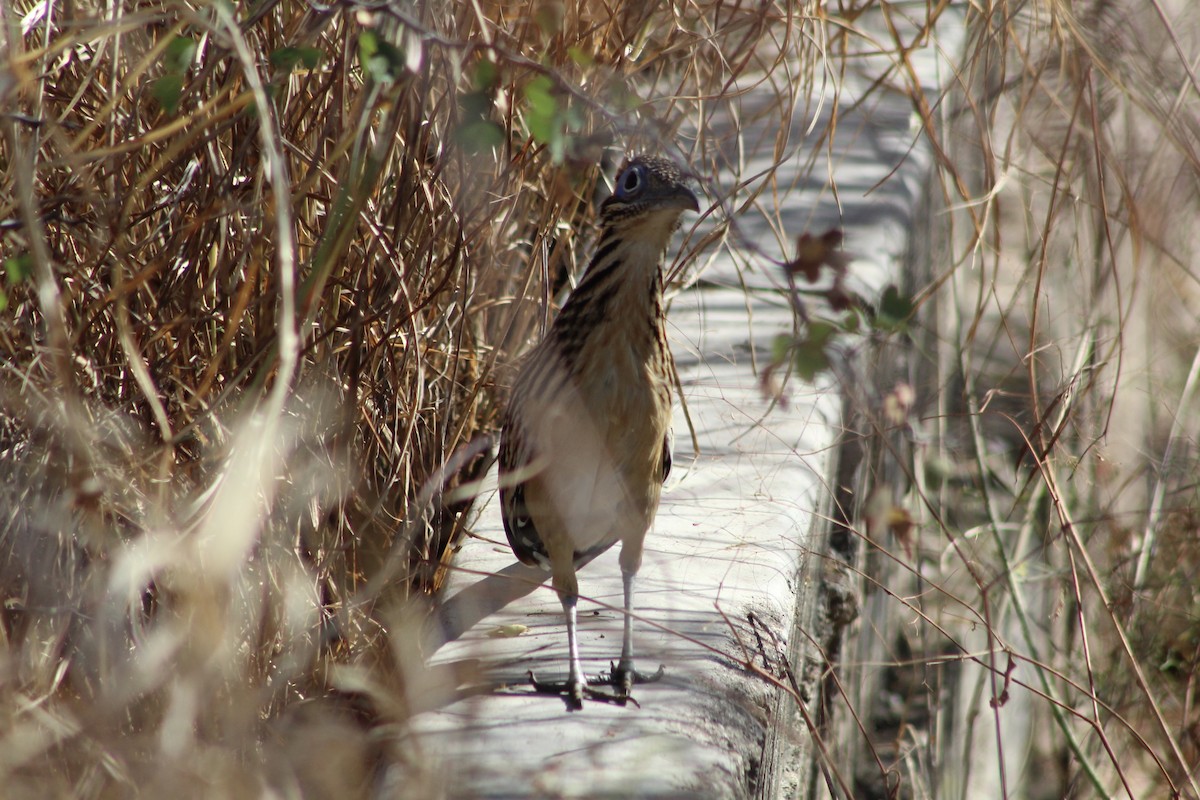 Lesser Roadrunner - ML512522971