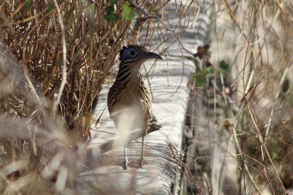 Lesser Roadrunner - ML512522981