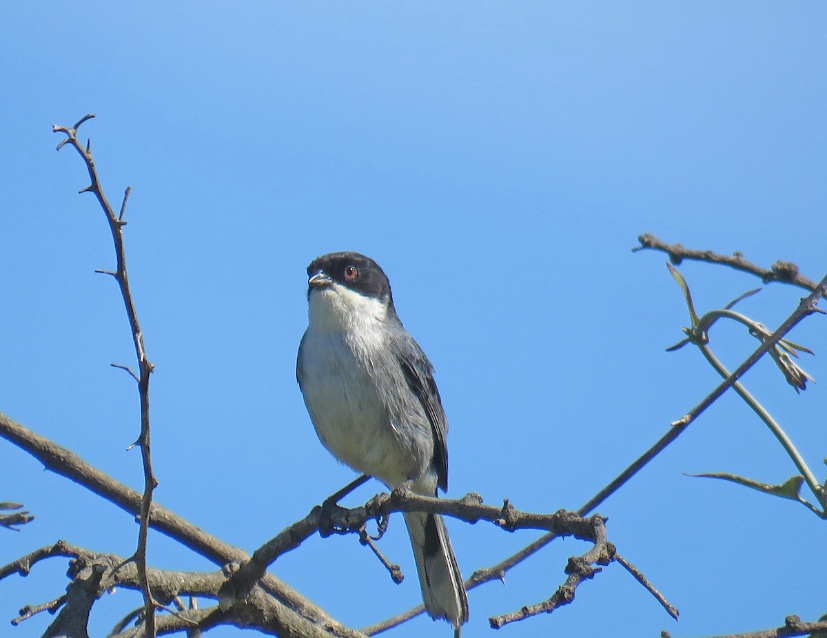 Black-capped Warbling Finch - ML512523111