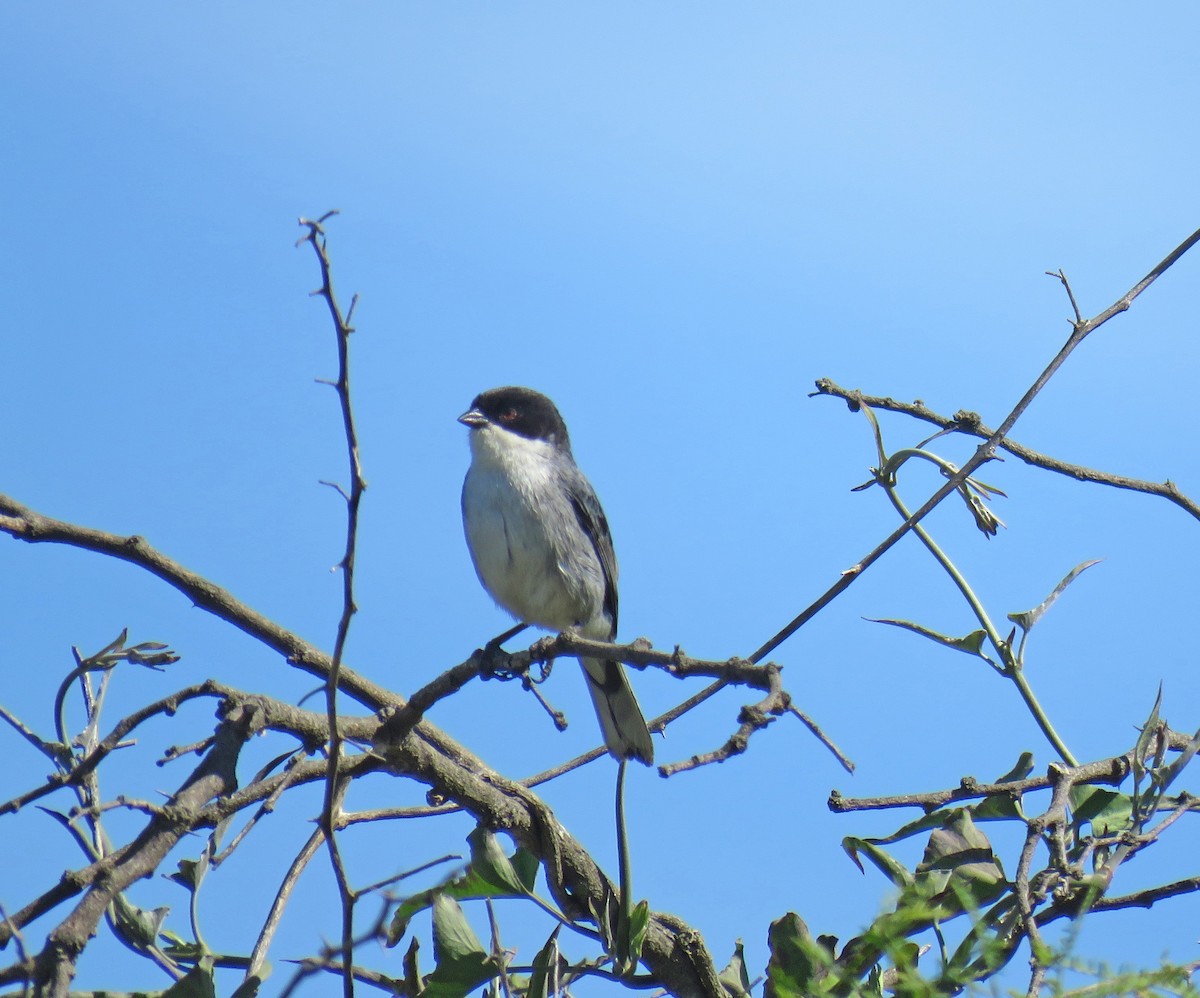 Black-capped Warbling Finch - ML512523141