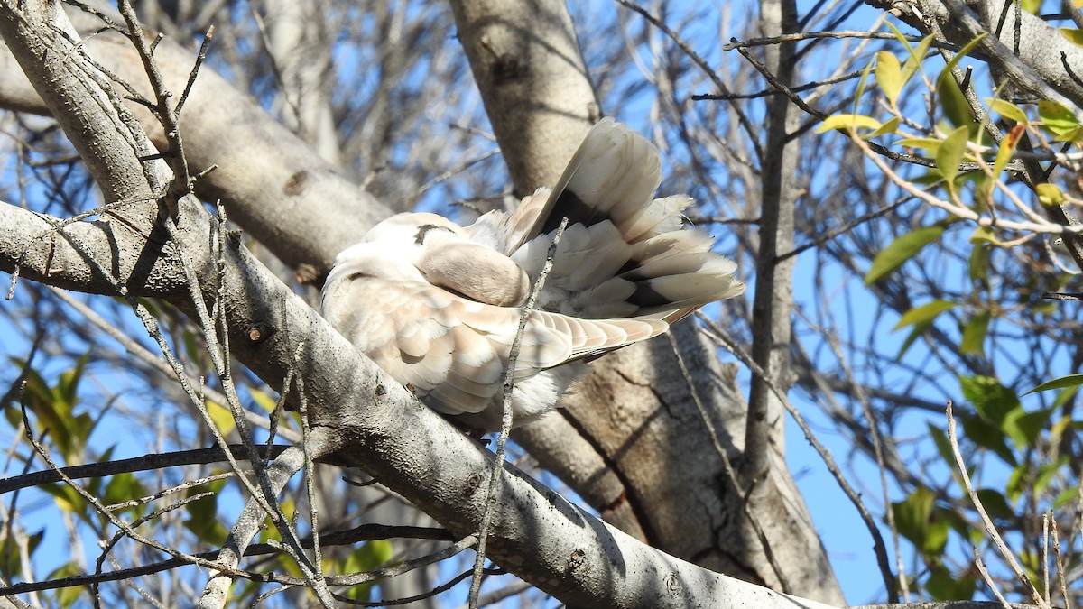 African Collared-Dove - ML512523291