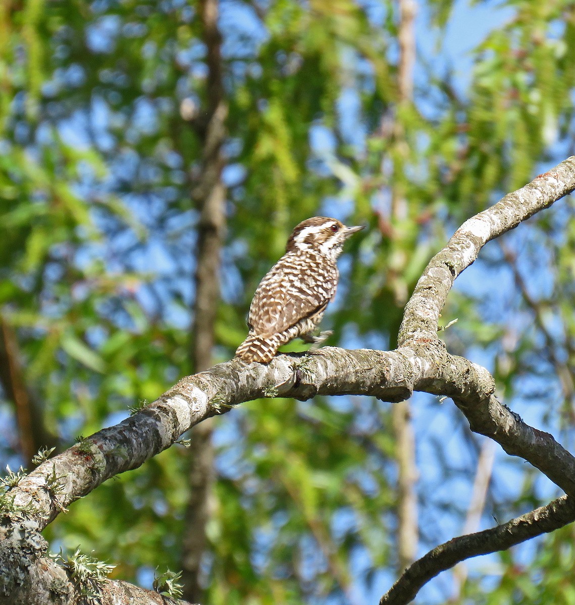 Checkered Woodpecker - ML512523661
