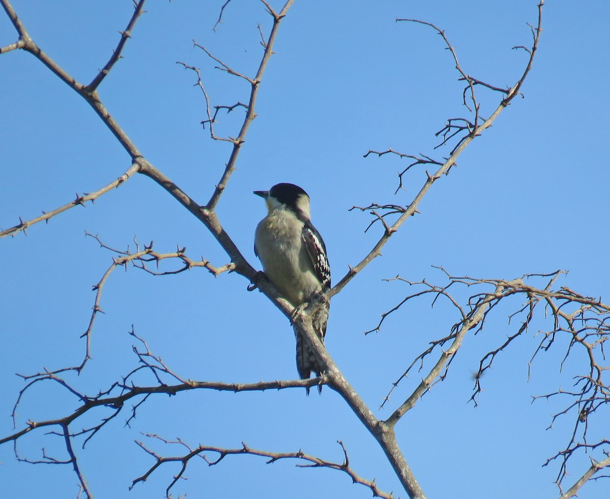 White-fronted Woodpecker - ML512524331