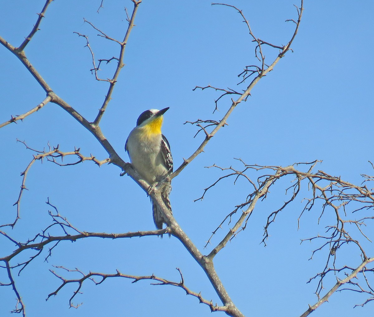 White-fronted Woodpecker - ML512524341