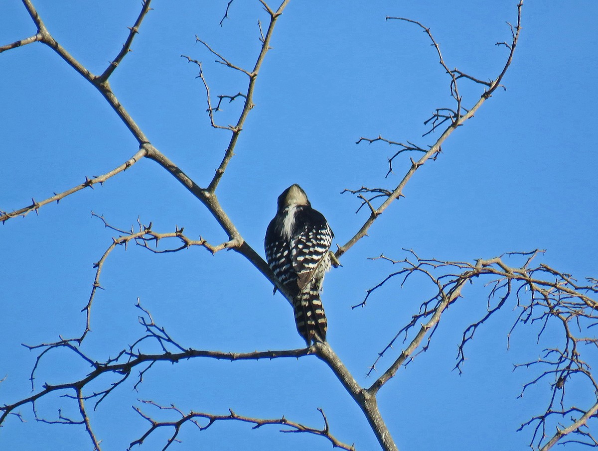 White-fronted Woodpecker - ML512524371