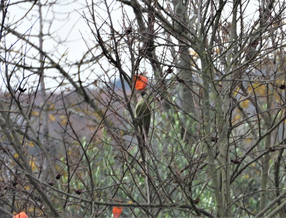 Eurasian Green Woodpecker (Eurasian) - ML512524931