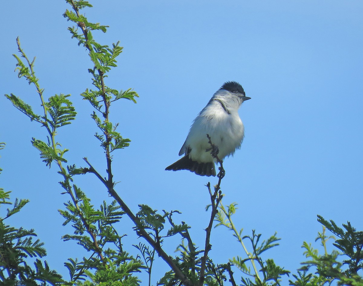 White-naped Xenopsaris - ML512525641