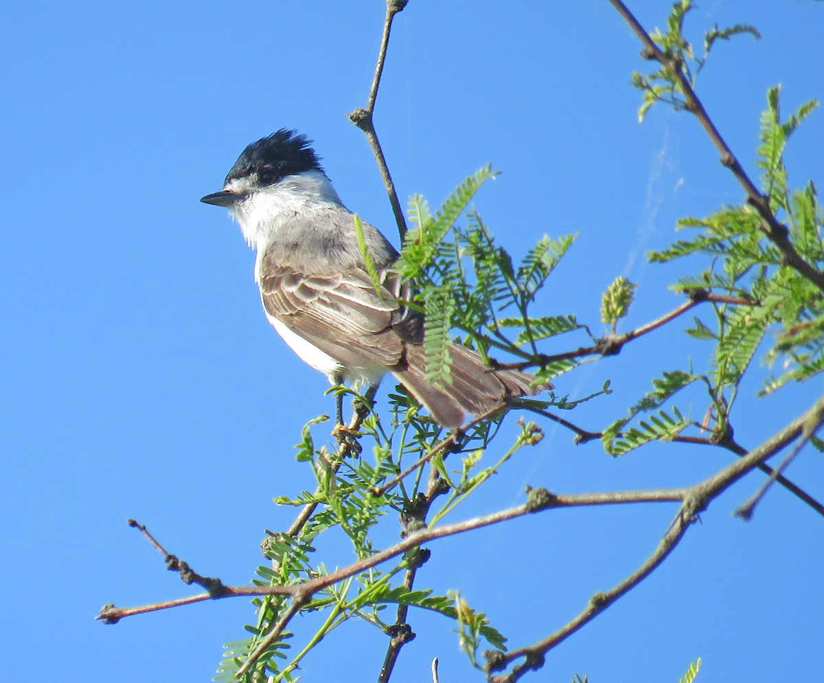 White-naped Xenopsaris - ML512525651