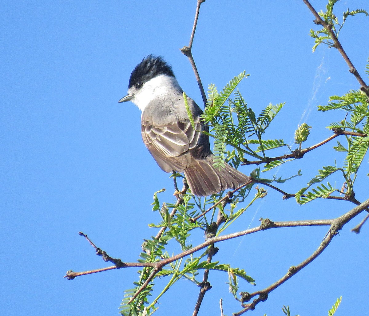 White-naped Xenopsaris - ML512525661