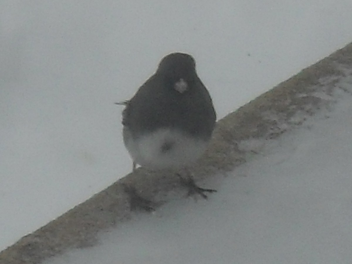 Dark-eyed Junco - Anonymous