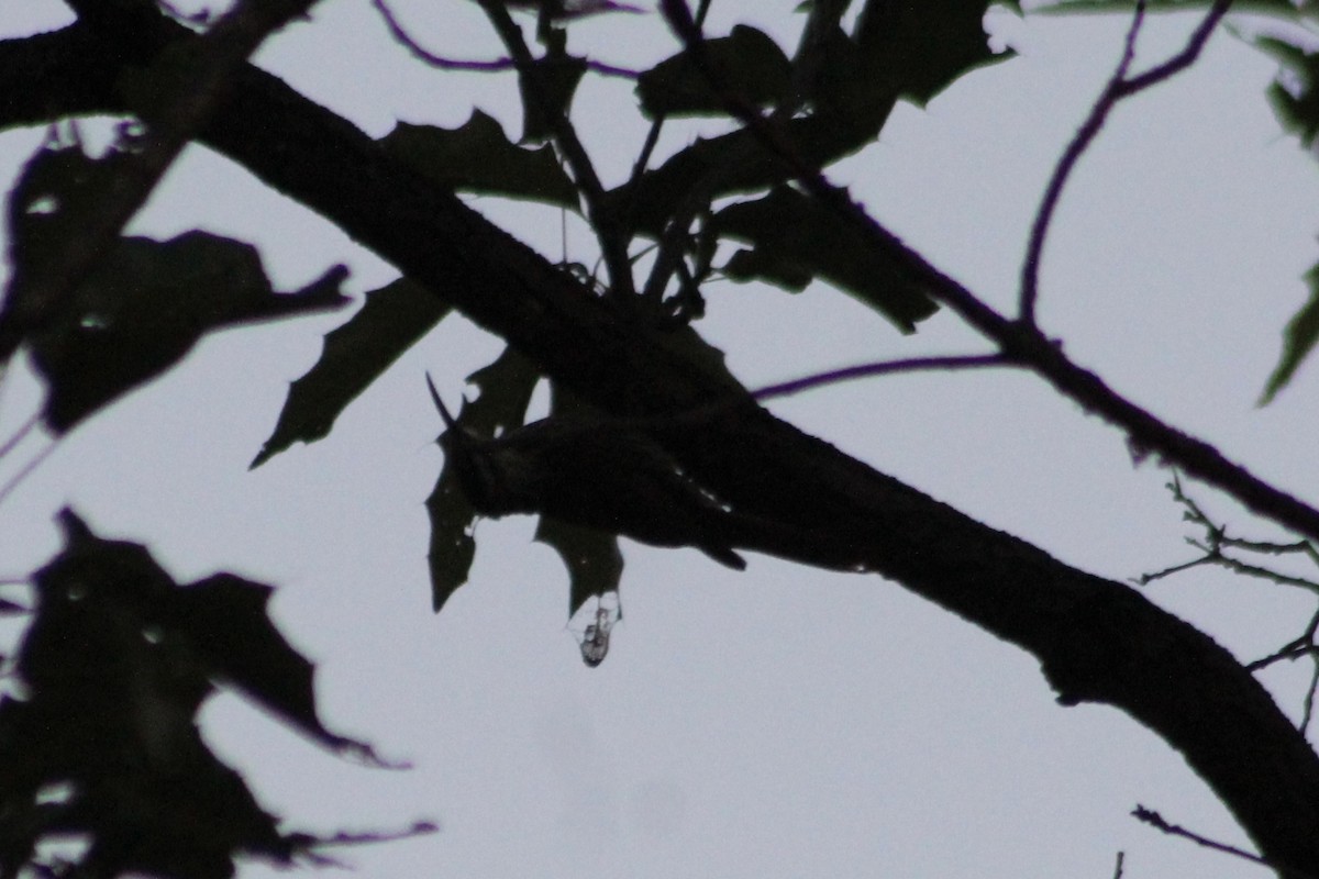 White-striped Woodcreeper - Jake Thompson