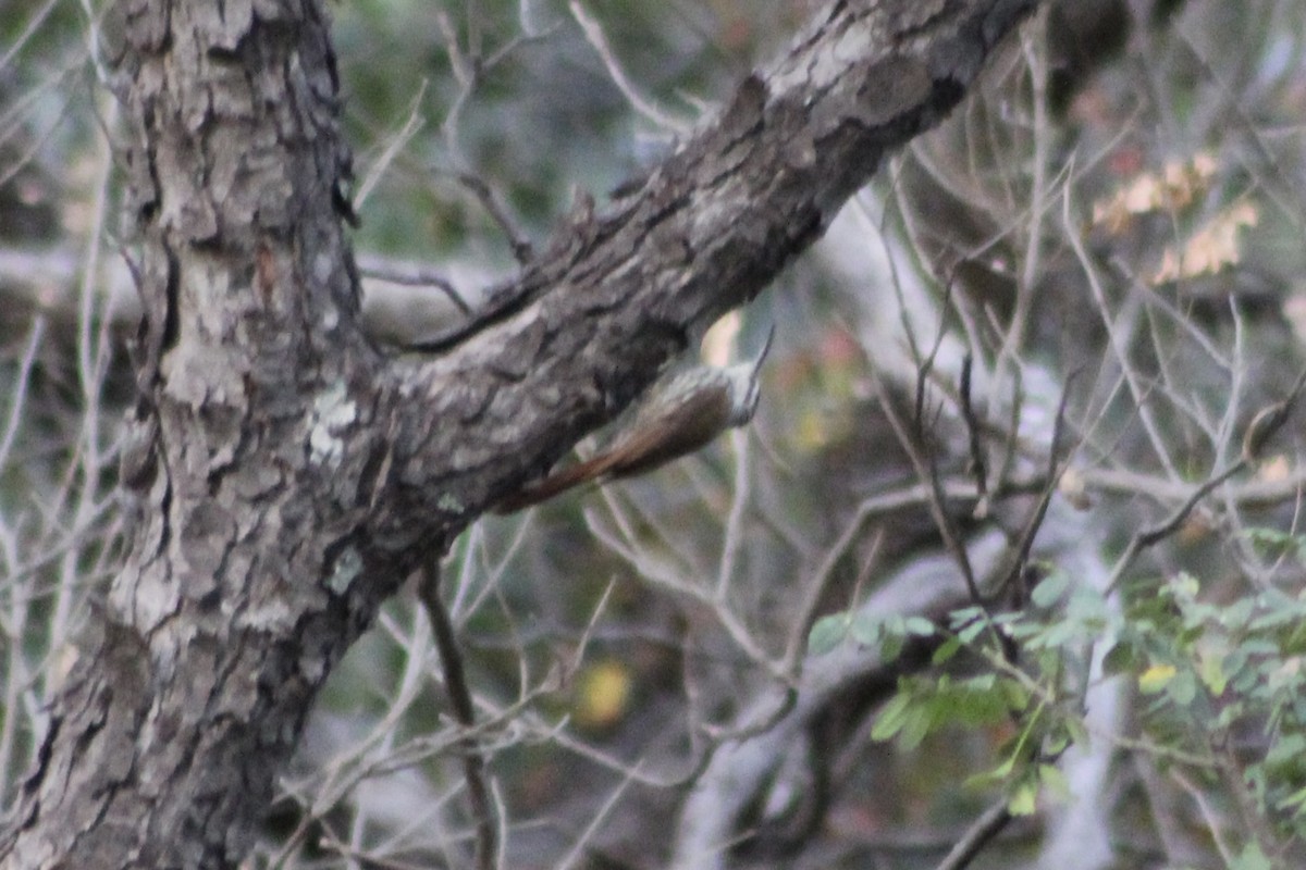 White-striped Woodcreeper - ML512526871