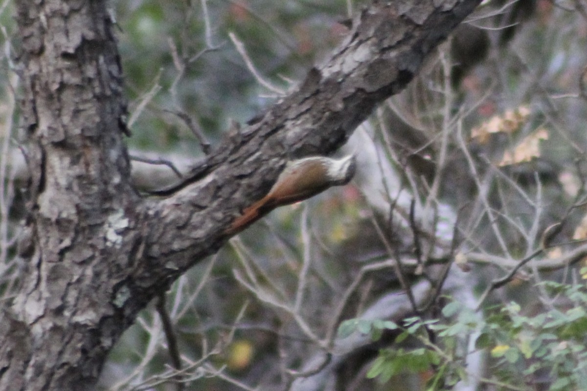 White-striped Woodcreeper - ML512526881