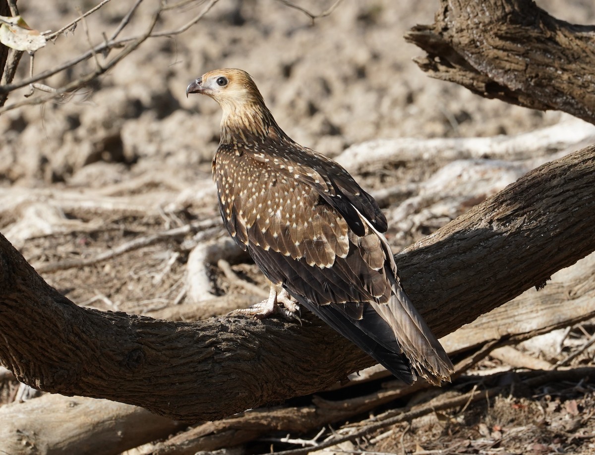 Whistling Kite - Robert Weissler