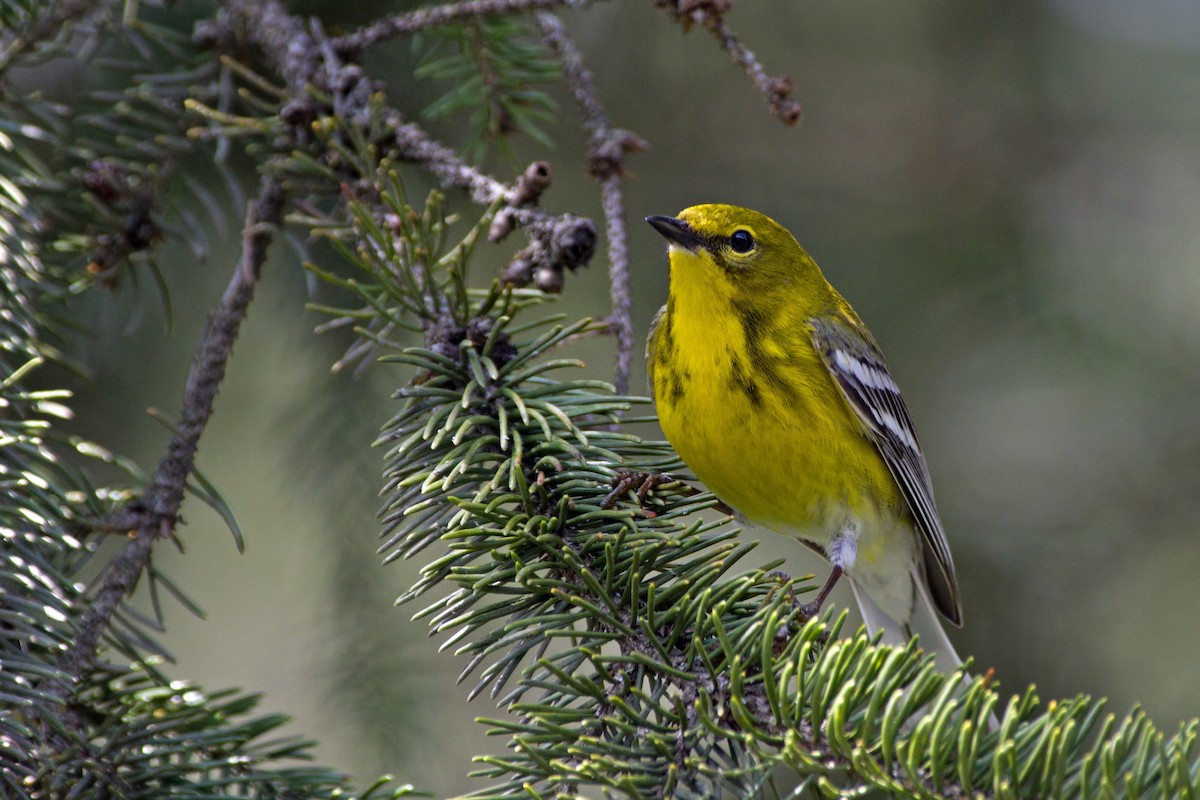 Pine Warbler - ML512527351