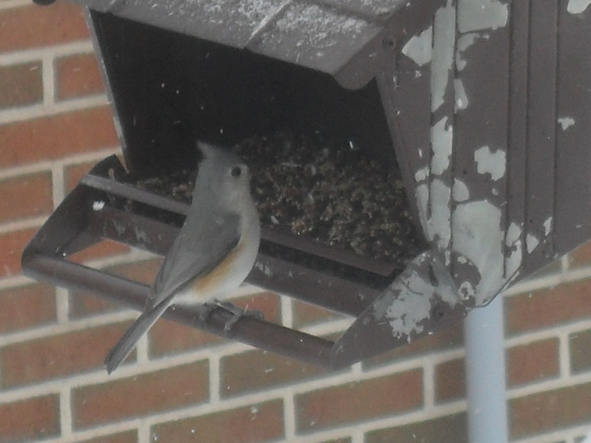 Tufted Titmouse - ML51252821