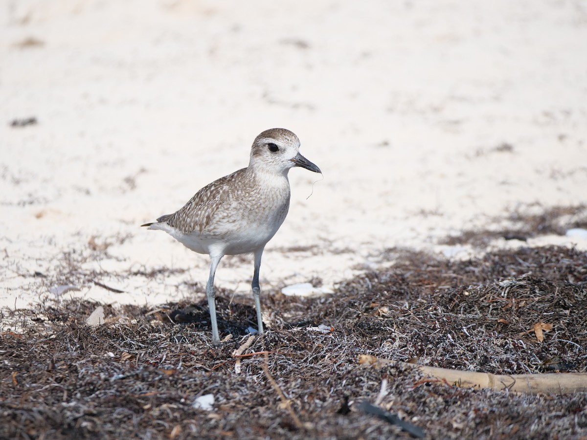 Black-bellied Plover - ML512528281