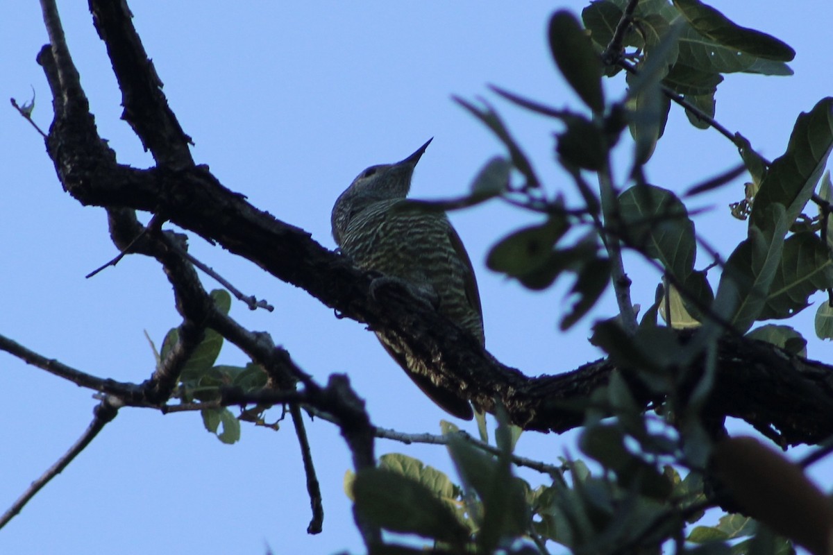 Gray-crowned Woodpecker - ML512528321