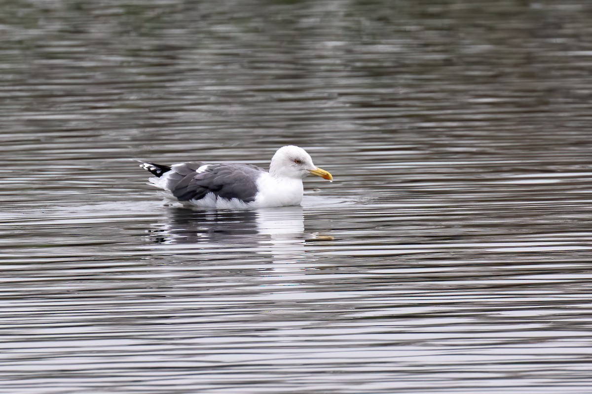 Lesser Black-backed Gull - ML512528481