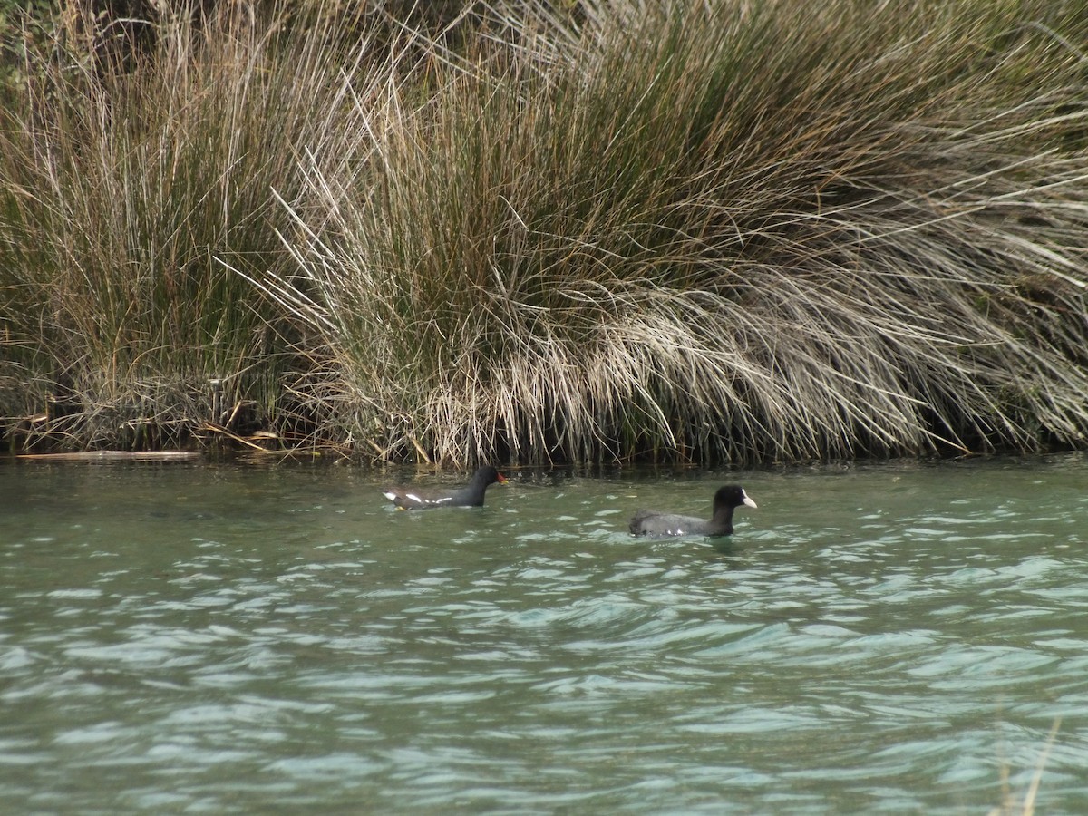 Eurasian Coot - ML51252871