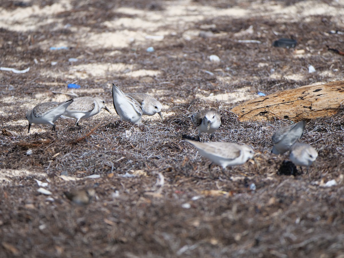 Sanderling - ML512528921