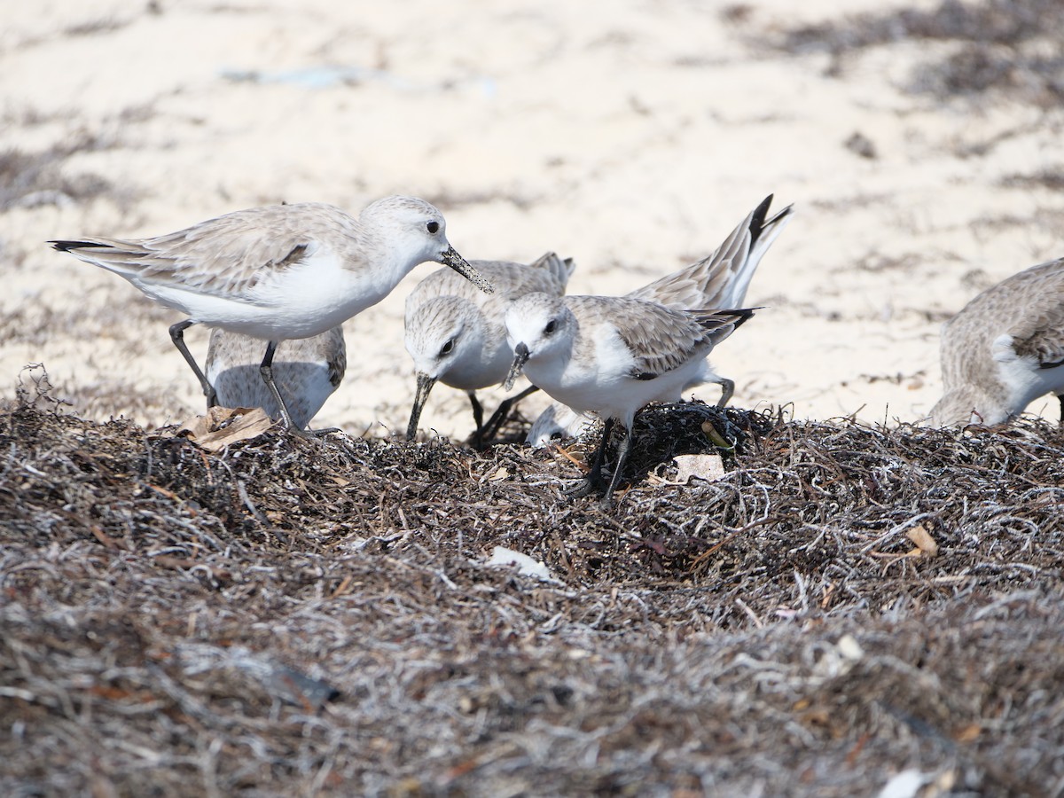 Sanderling - ML512529151