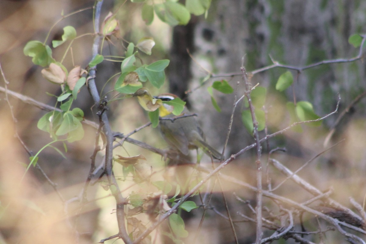 Rufous-capped Warbler - ML512529181