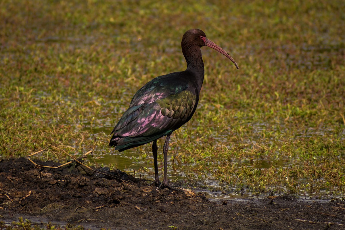 ibis andský - ML512531461