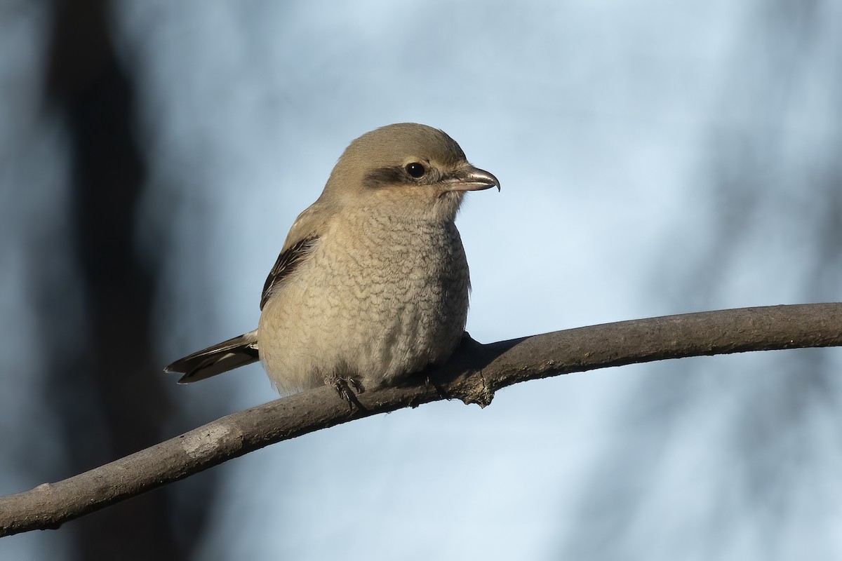 Northern Shrike - ML512531991