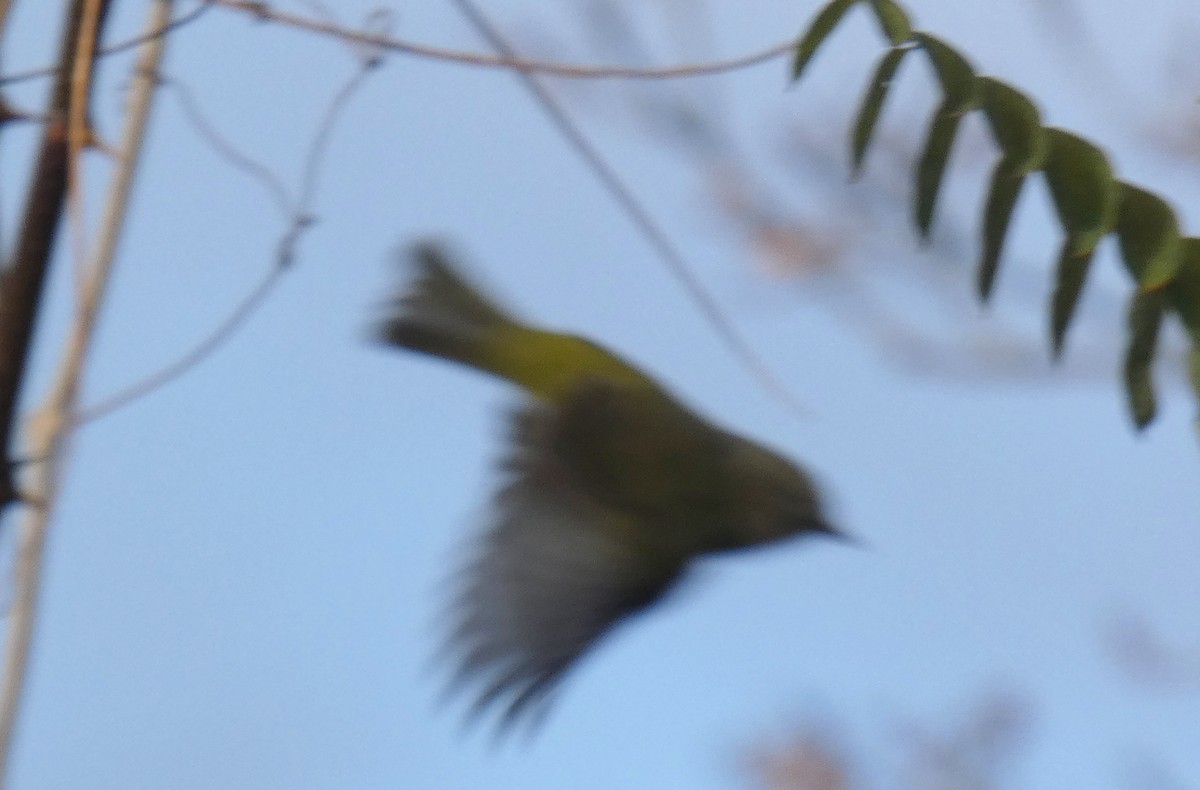 Orange-crowned Warbler - ML512532571