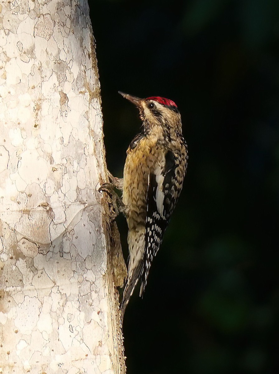 Yellow-bellied Sapsucker - ML512532961