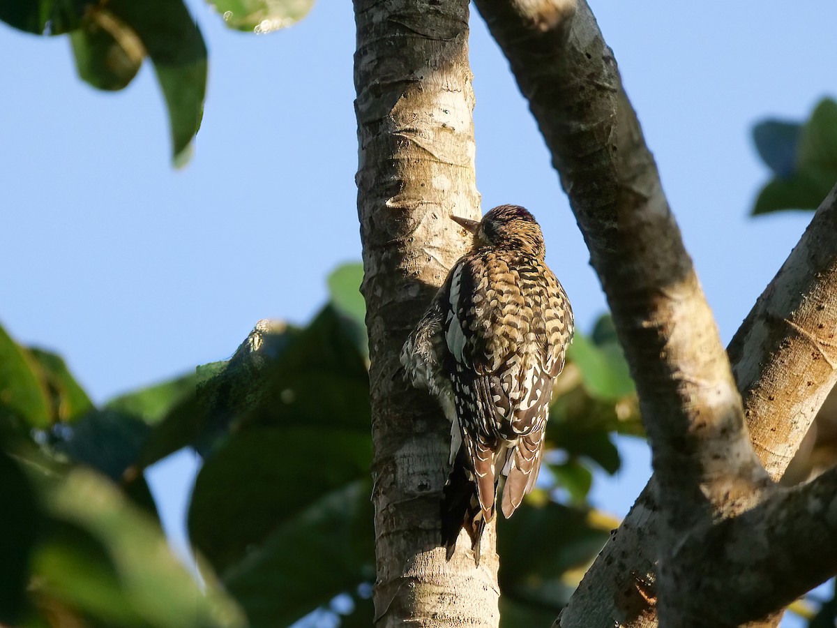 Yellow-bellied Sapsucker - ML512532971