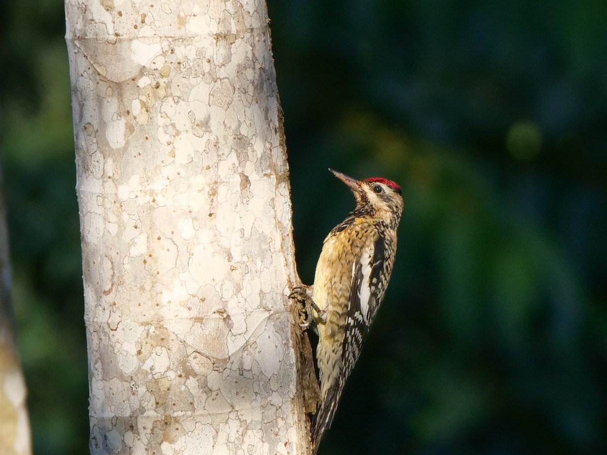 Yellow-bellied Sapsucker - ML512532981