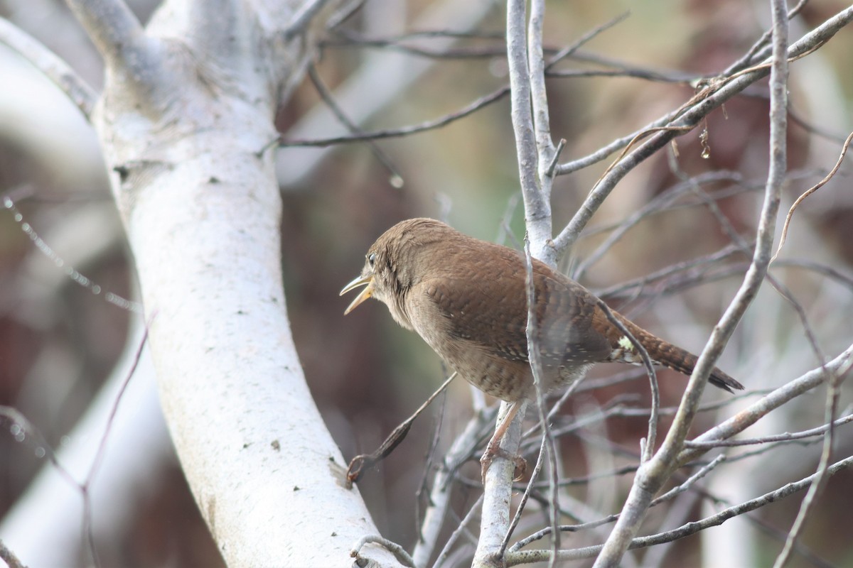 House Wren - Margaret Viens