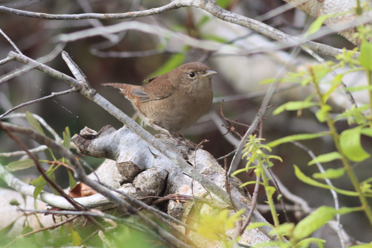 House Wren - ML512533851