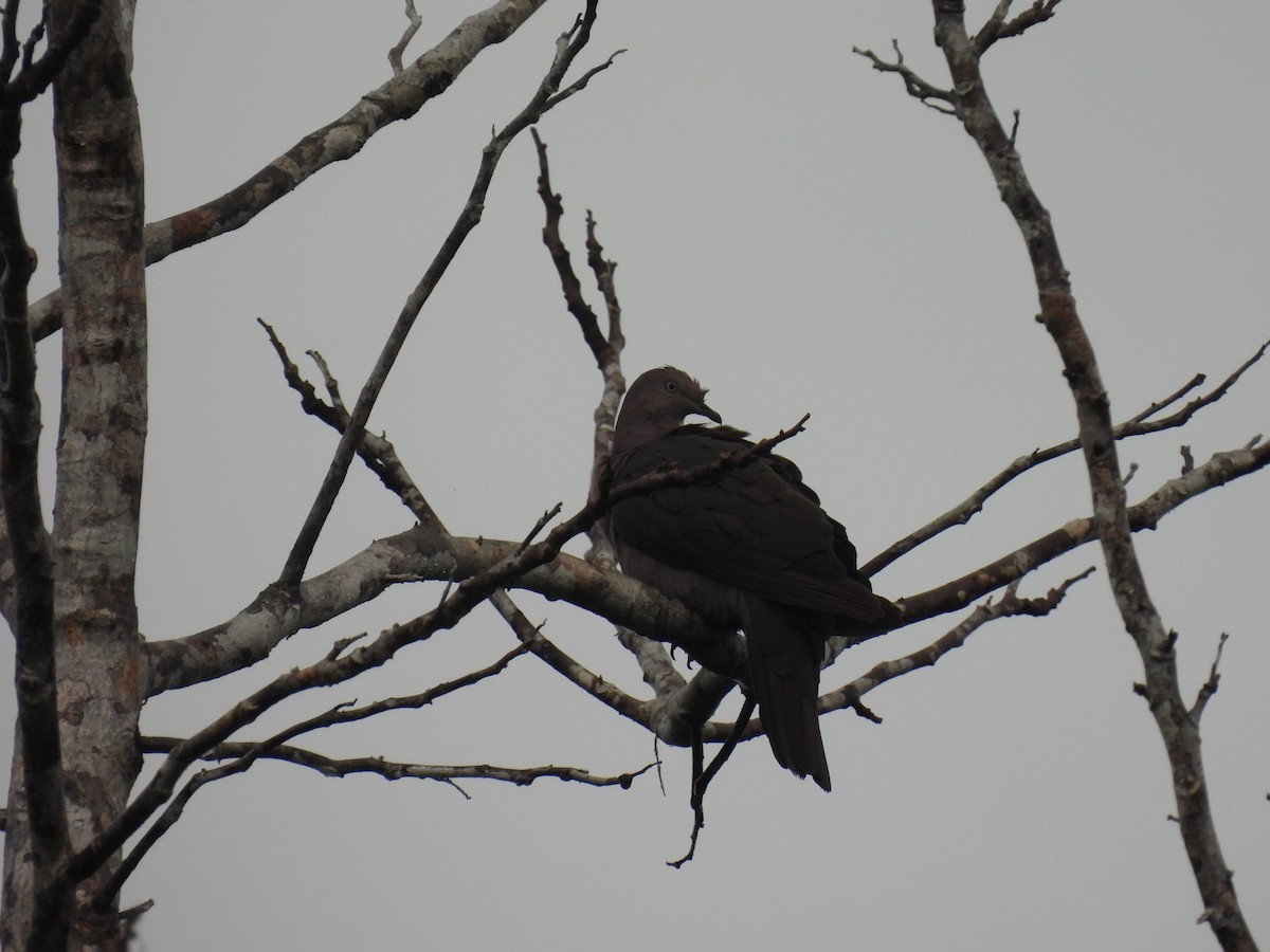 Pigeon plombé - ML512534211