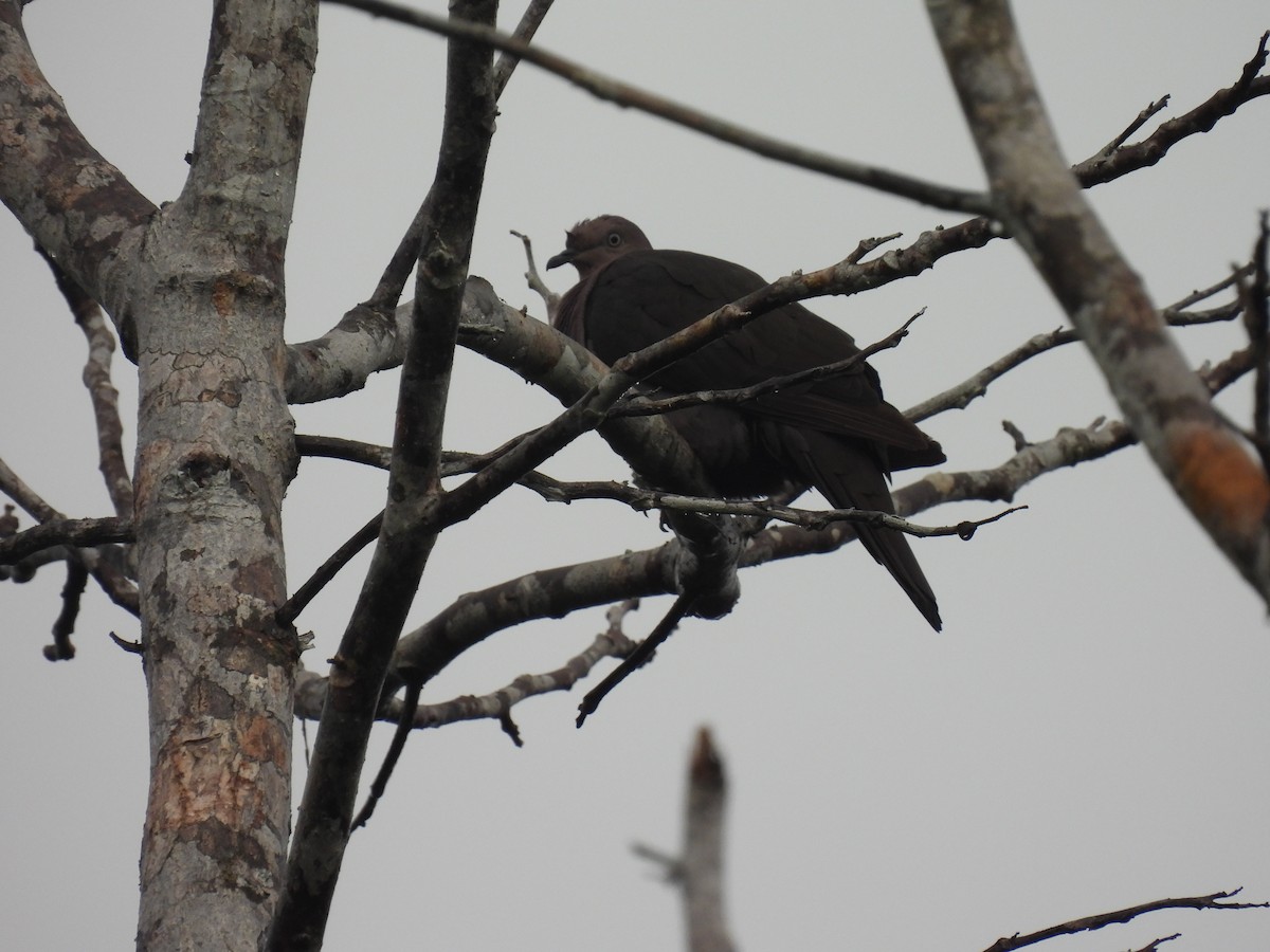 Pigeon plombé - ML512534221