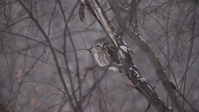Northern Saw-whet Owl - ML512534911