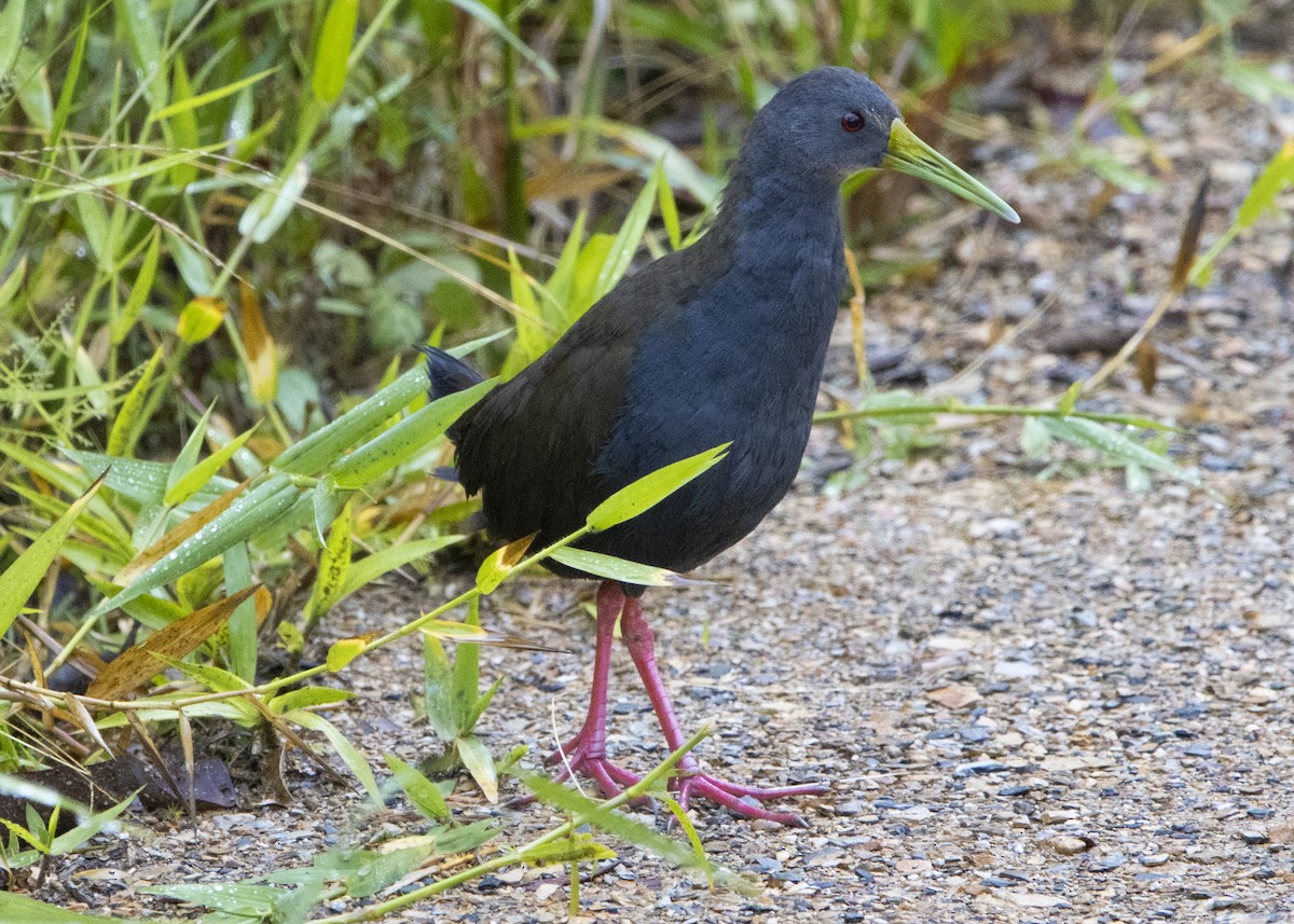 Blackish Rail - ML512535221