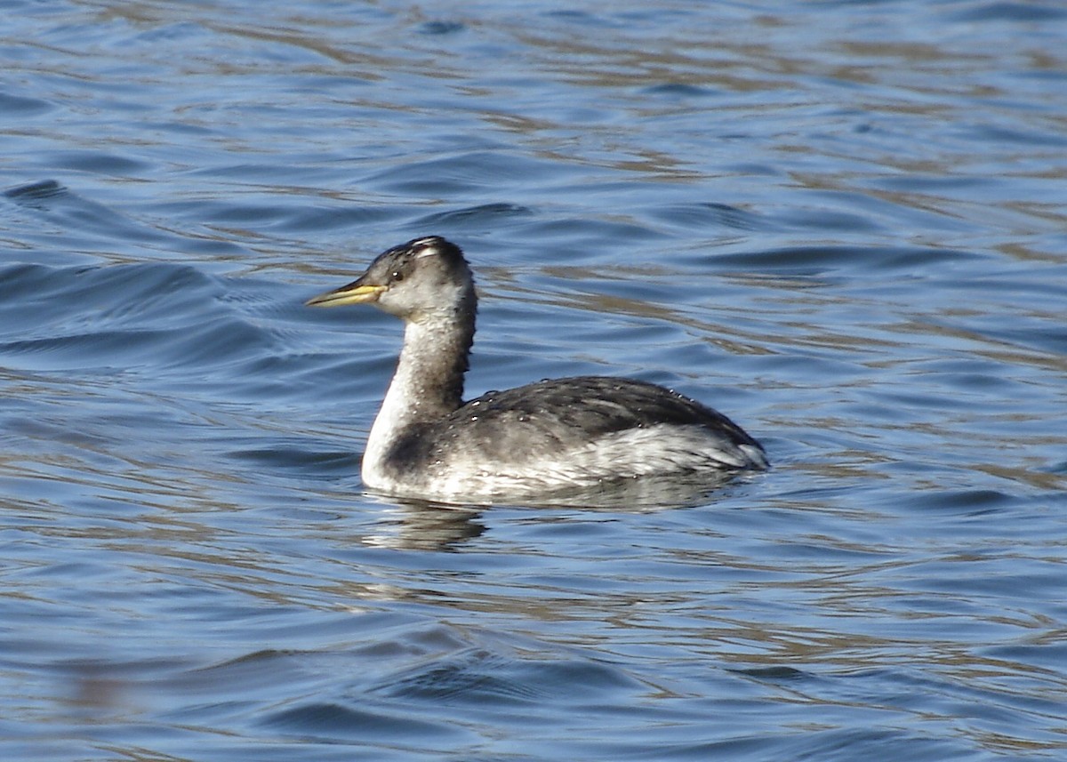 Red-necked Grebe - ML512535631
