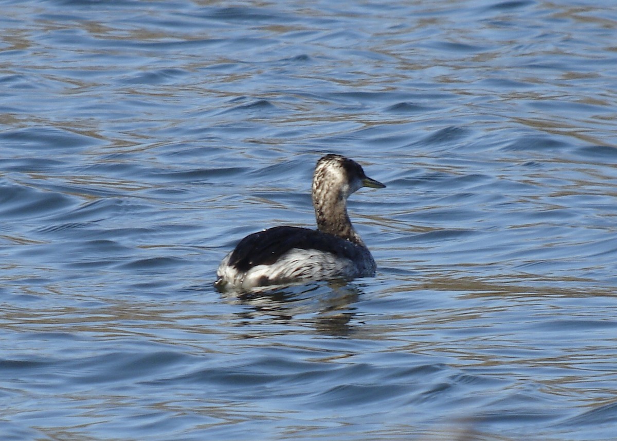 Red-necked Grebe - ML512535641