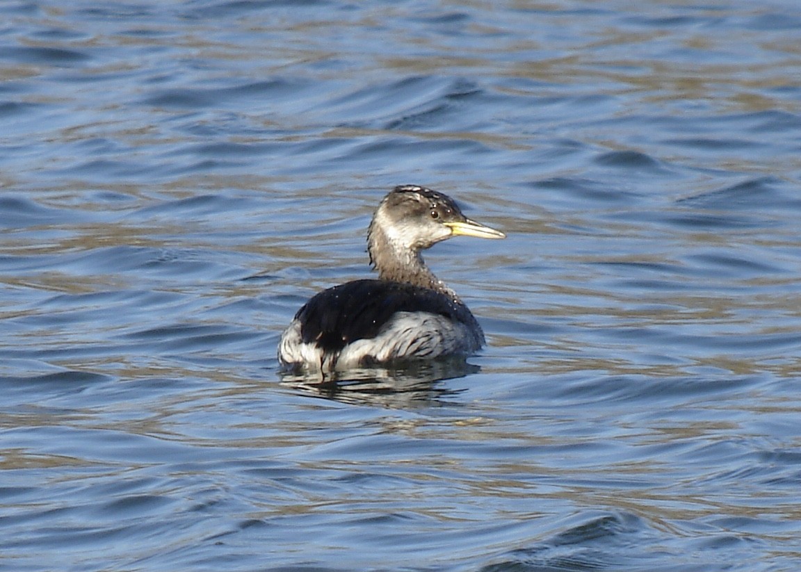 Red-necked Grebe - Pascal Aleixandre