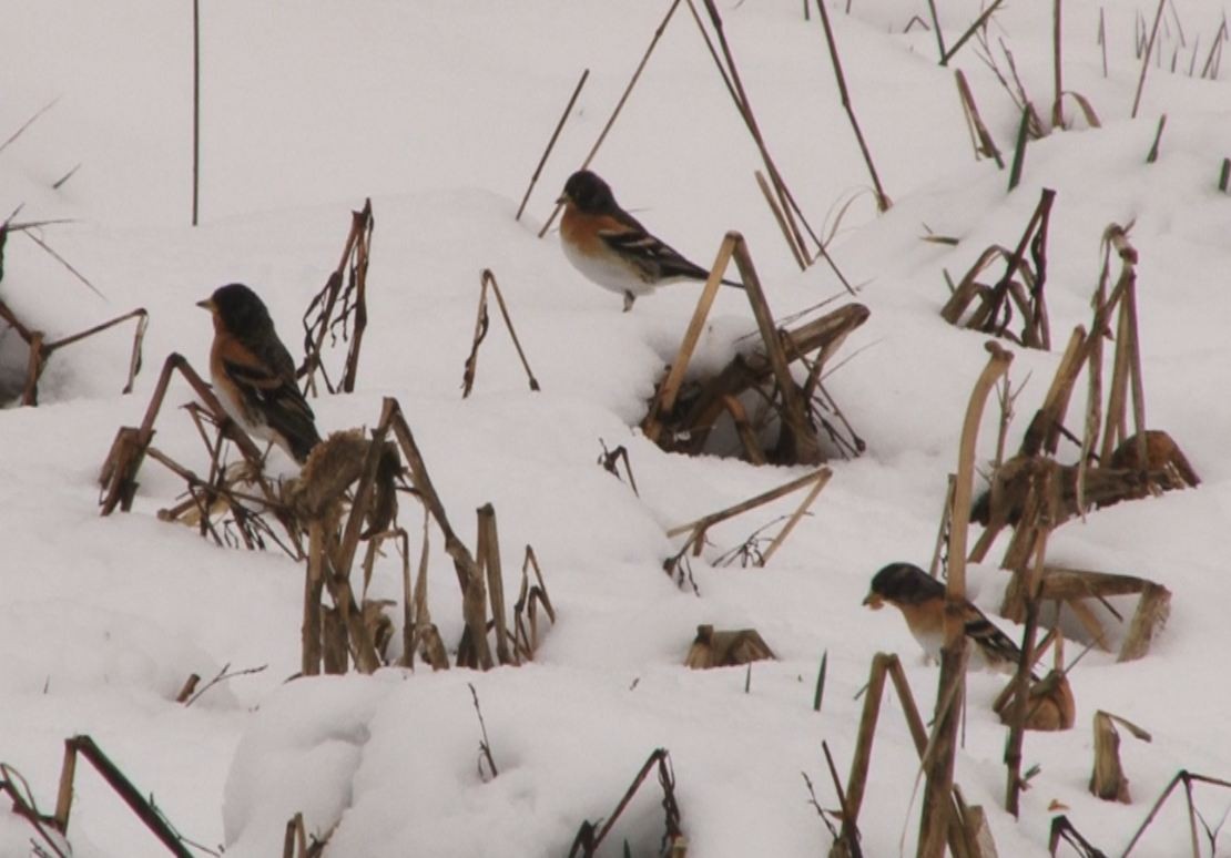 Brambling - ML51253591