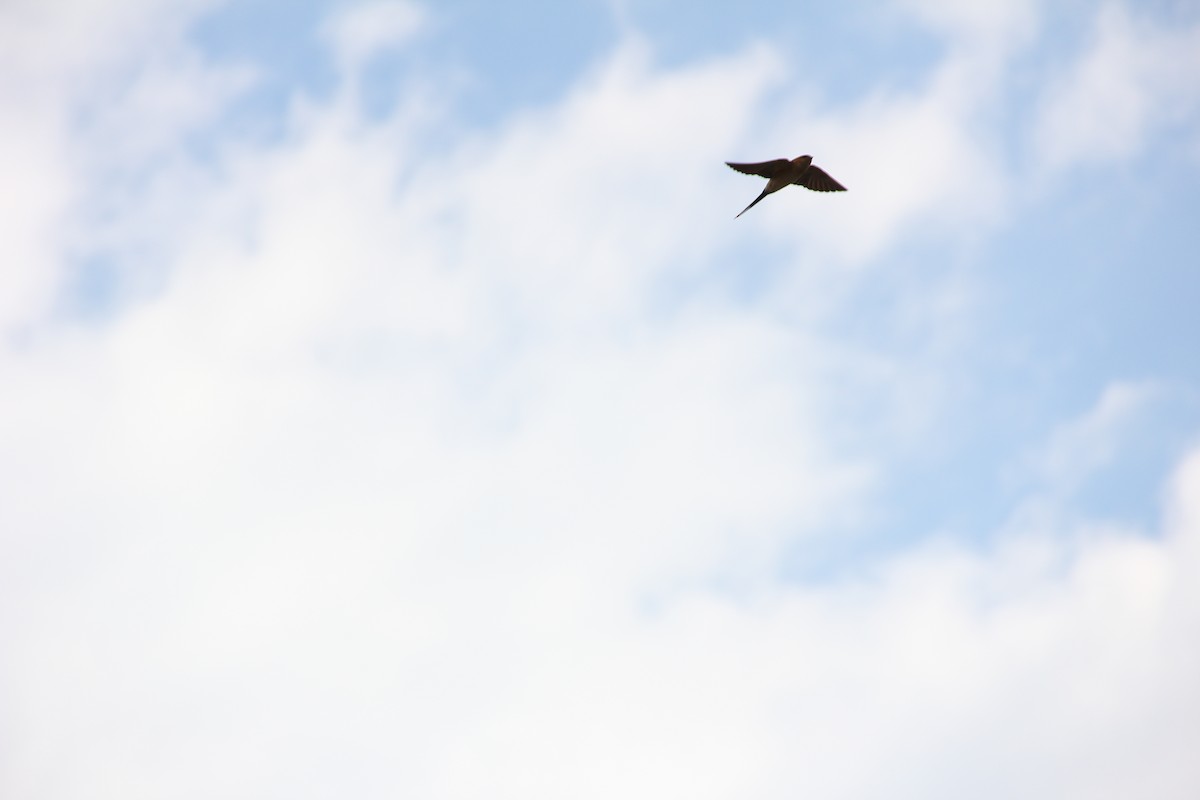 Red-rumped Swallow - ML51253891