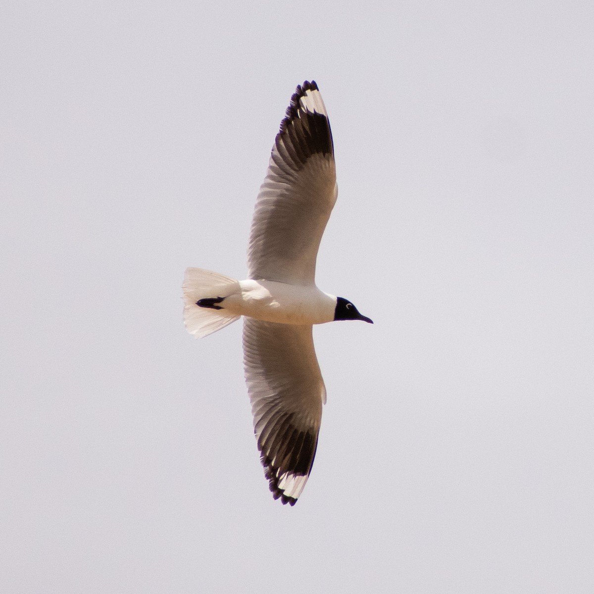 Andean Gull - ML512539331