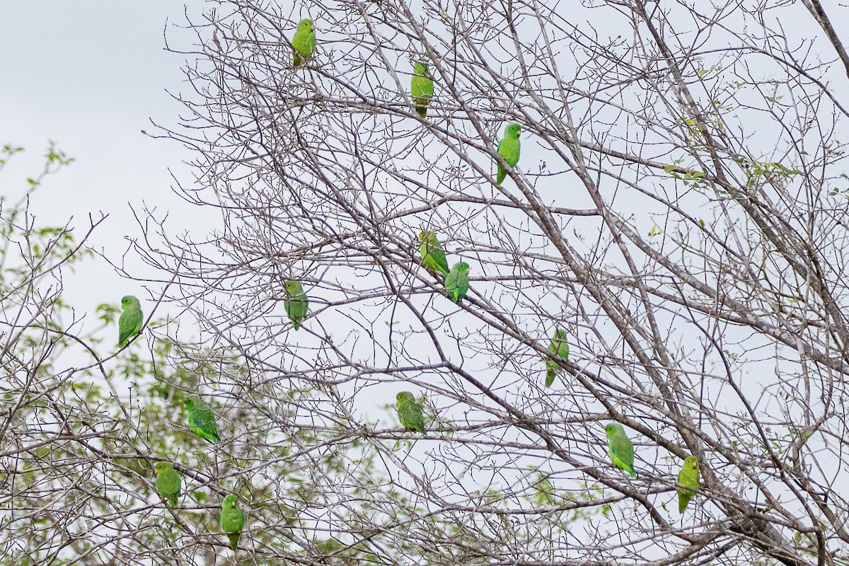 Green-rumped Parrotlet - Neil Hayward