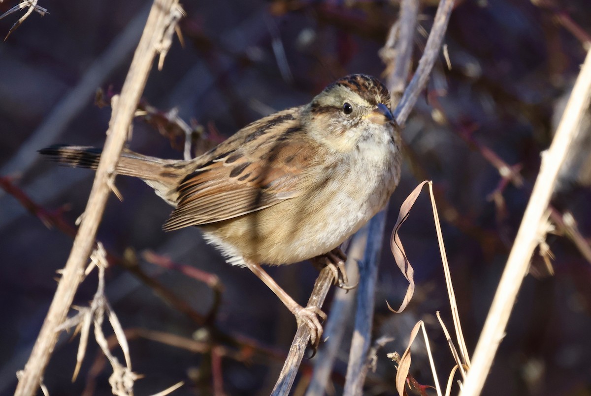 Swamp Sparrow - ML512540151