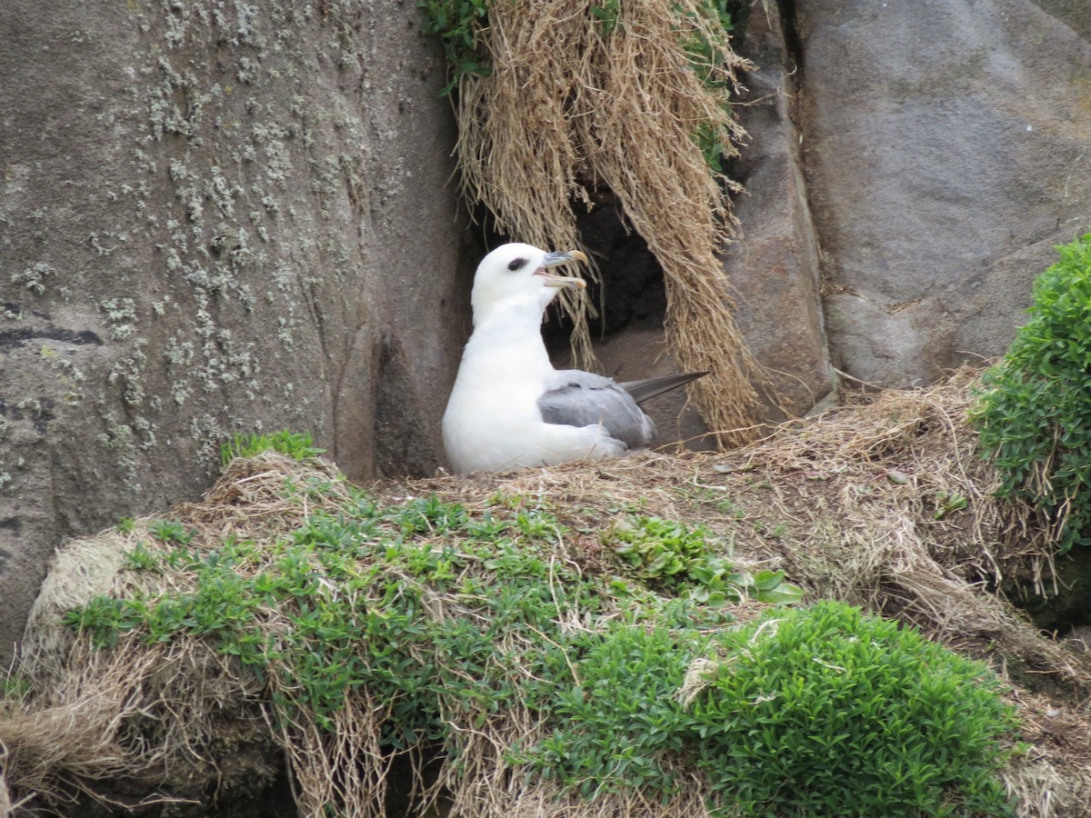 Northern Fulmar - Martin Weyhe