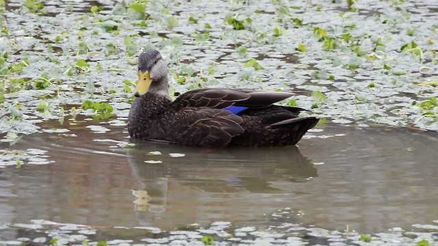 Canard noir - ML512542541